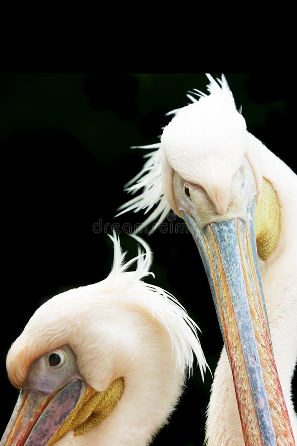 Pink pelican.
