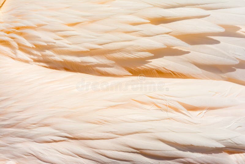 Pink pelican feathers