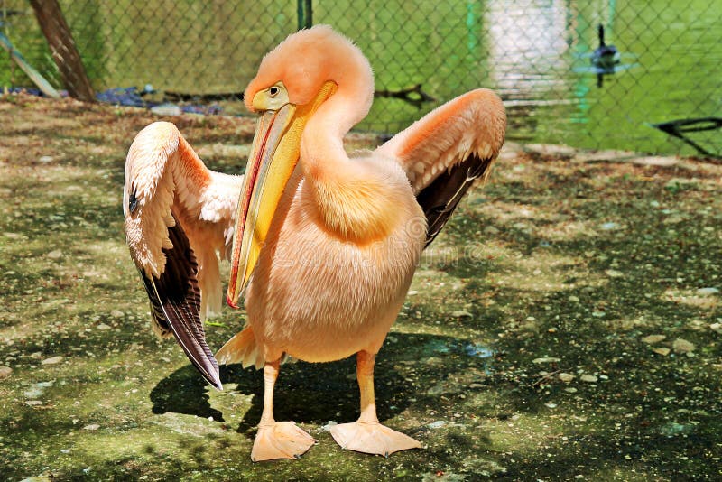 Pink pelican