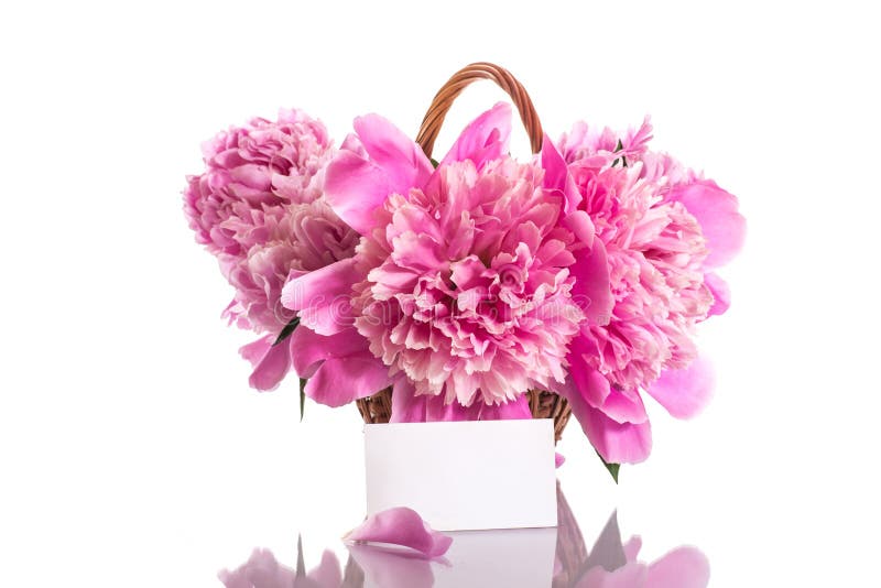 Pink peonies stock images