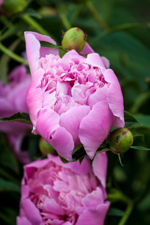 Pink peonies flowers stock photo. Image of pastel, nature 93787340