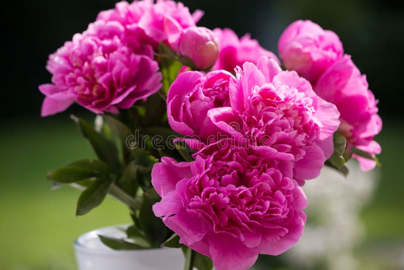 Pink peonies in vase , green background