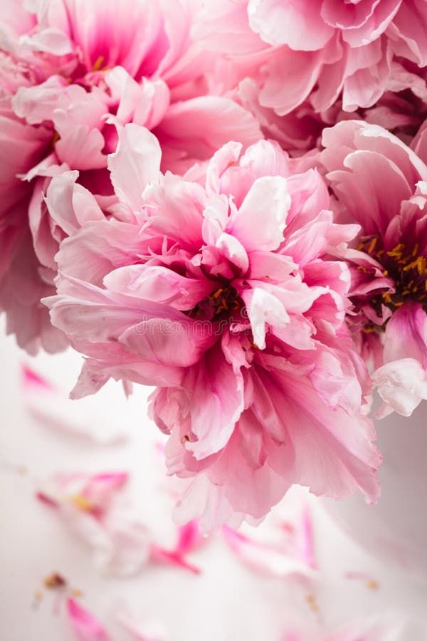 Pink peonies in vase