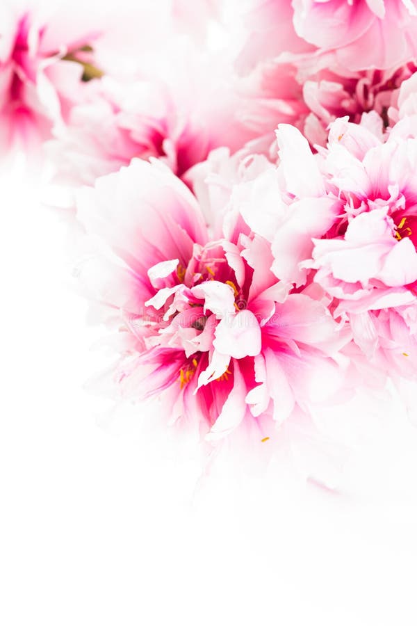 Pink peonies in vase