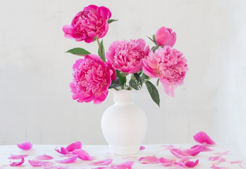 Pink peonies in vase on white background