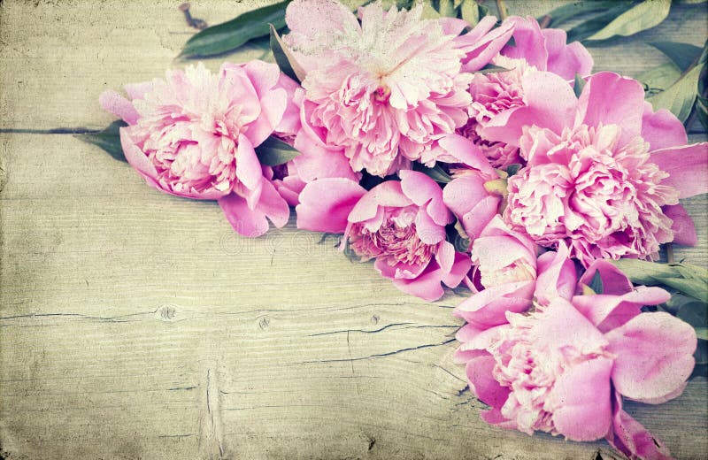 Pink peonies on wooden background - vintage photo