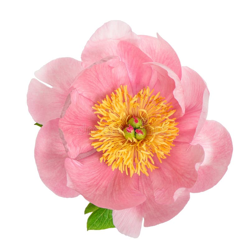 Pink And Red Peony Blossom Isolated On White. Flower Head Stock Photo