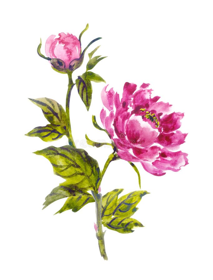 Pink Peony with a Bud in Chinese, Japanese, Korean, Oriental Style ...