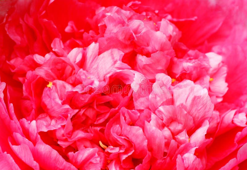 The pink peony flower