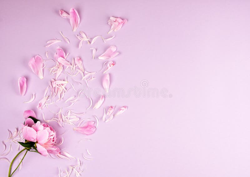 Scattered petals stock photo. Image of tenderness, invitation - 552898