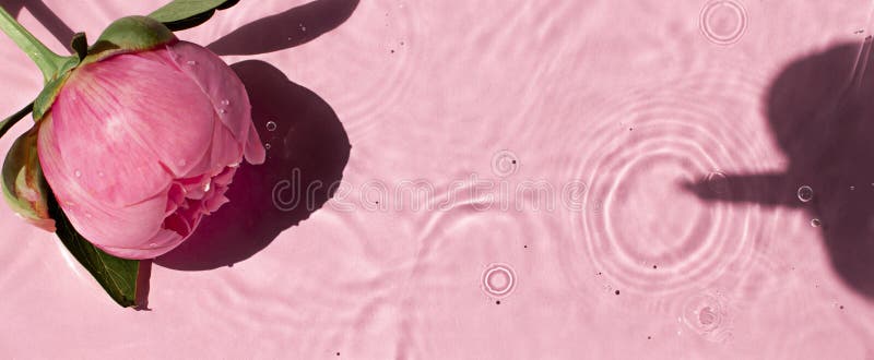 Pink peony flower in water texture background on the noon sunlight. Top view.