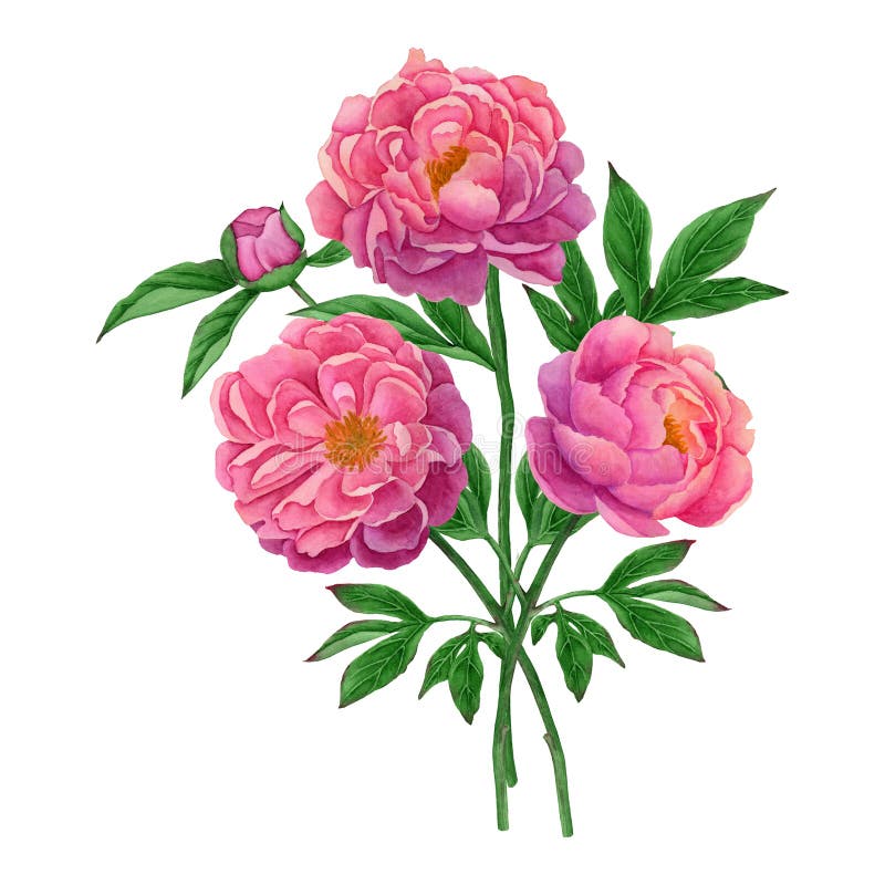 Composition with Peony Flowers and Eucalyptus Leaves Stock Illustration ...