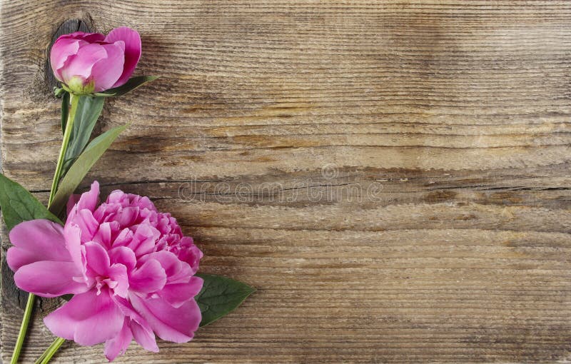 54,903 Wooden Background Fresh Pink Flowers Stock Photos Free & RoyaltyFree Stock Photos from