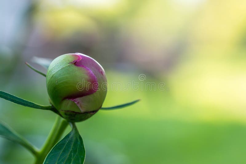 Pink peony Paeonia Officinalis flower bud close up shot