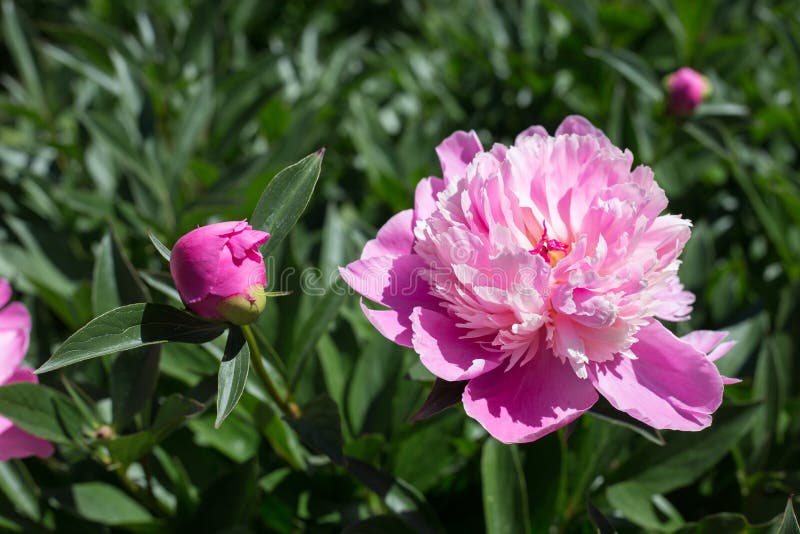 Pink peony in the sun stock image. Image of maturity 113614893