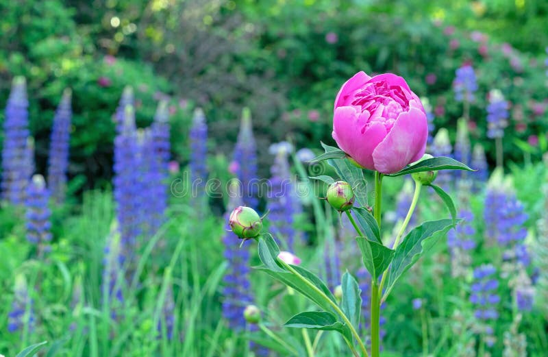 Pink Peony at the Very Beginning of Its Flowering. Peony Bud Stock