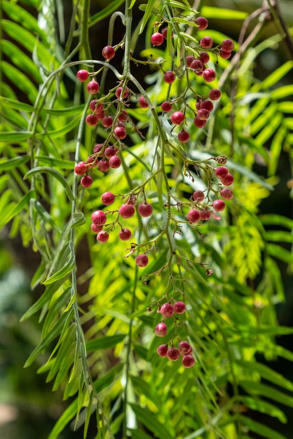 A Pink Pepper Tree with Peppercorns Schinus Molle. Peruvian Pepper Tree