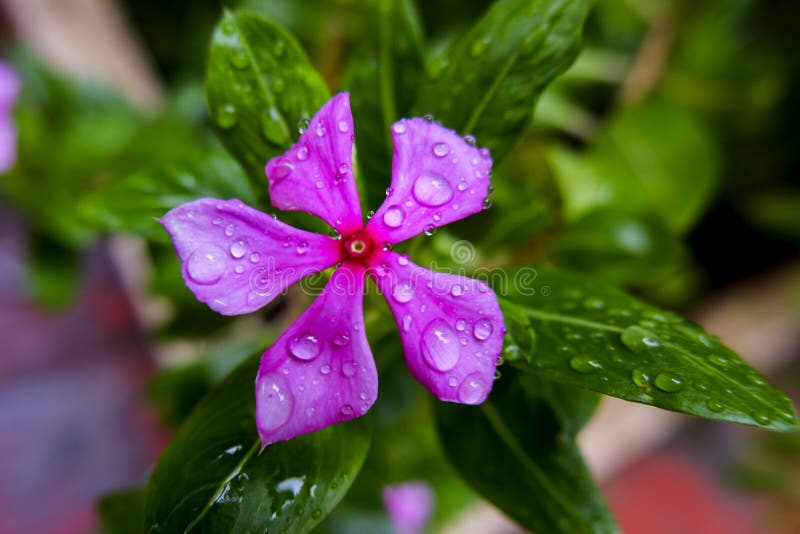 Pink Periwinkle Flower & Green Leaves on Rain Water Drops Stock Image ...