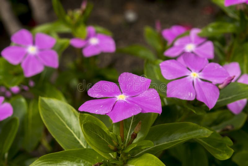 Pink Periwinkles Flower in the Wild Stock Photo Image of flower