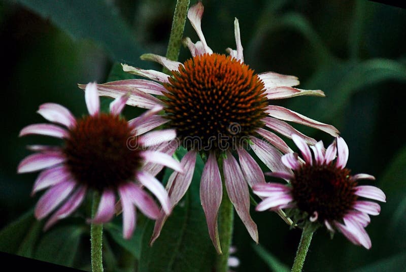 3 pink petal flowers stock image. Image of sunflower 221609781