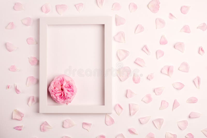 Pink petals, rose flower and photo frame on pink background