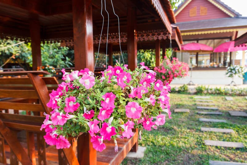 Pink Petunia Pot Hanging on the Pavilion Eaves Stock Image - Image of ...