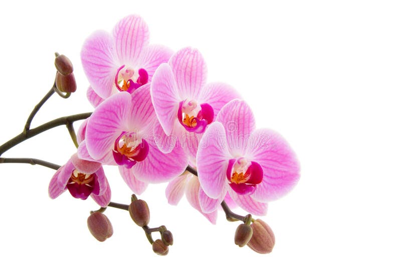 Pink phalaenopsis orchid stock photo. Image of beauty 11064464
