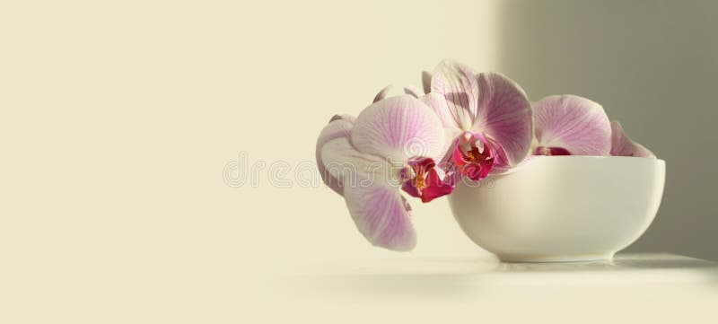 Pink phalaenopsis orchid flower in bowl in beige interior. Selective soft focus. Minimalist still life. Light and shadow nature