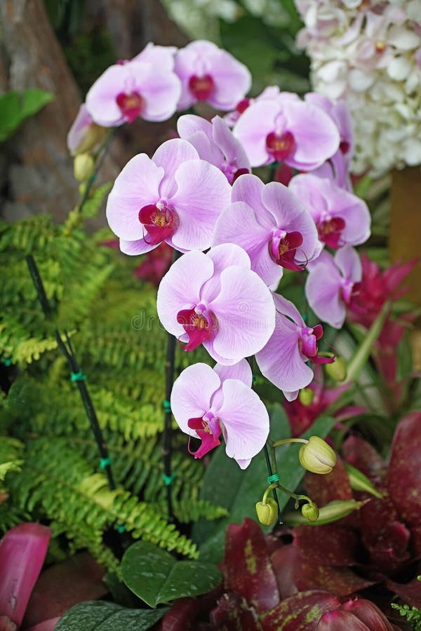 Pink Phalaenopsis Orchid in Garden Stock Image Image of flower