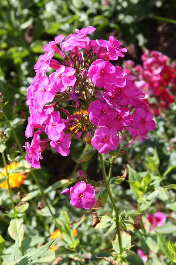 Branch of jasmine stock photo. Image of nature, blossom - 9647022