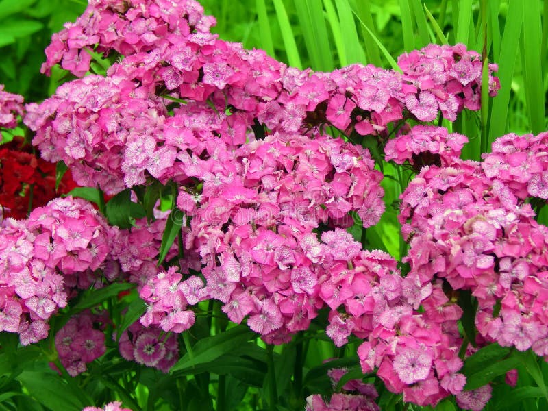 Pink Phlox Flowers Close-up Stock Image - Image of floral, botanic ...