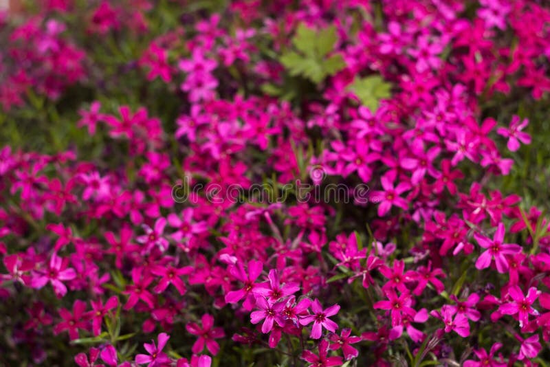 Pink Phlox Subulata Creeping Phlox - Creeping Plant with Small Pink ...