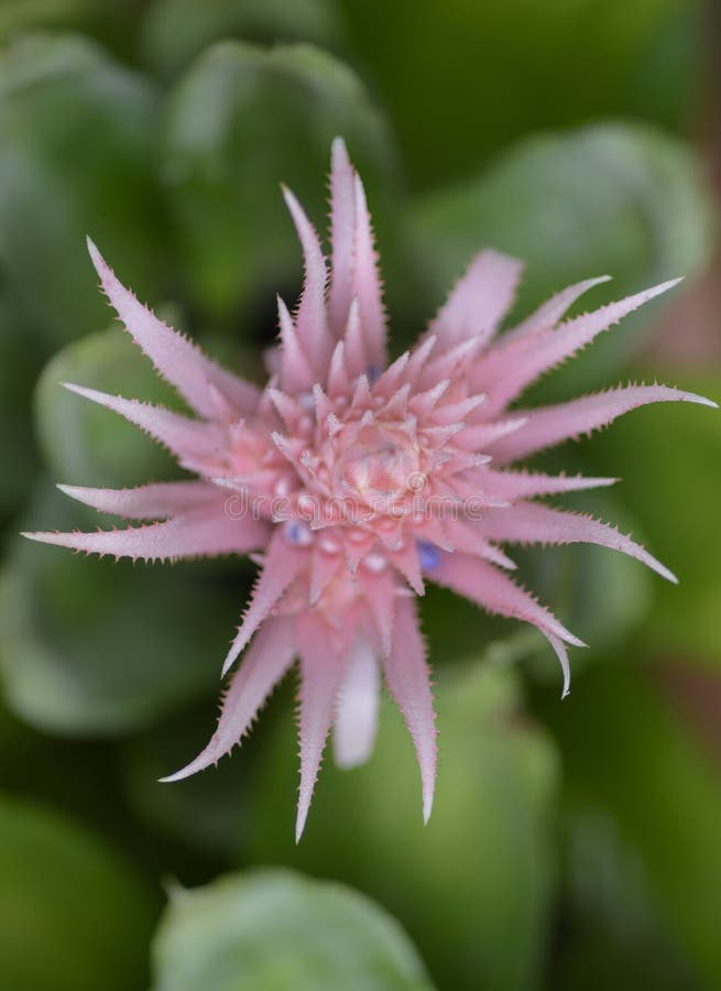 Pink pineapple flower stock photo. Image of growth, single 36580980