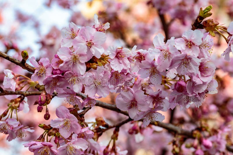 Pink Plum Blossoms in Early Spring Stock Image - Image of flowering ...