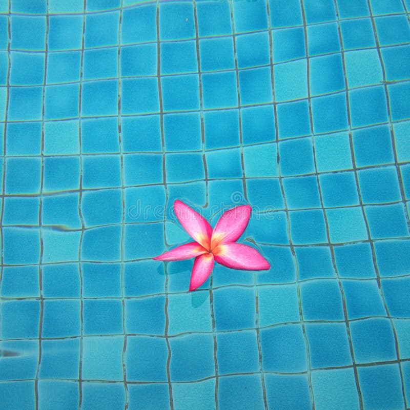 Pink Plumeria Flower Floating In Pool Water. Stock Photo - Image of ...