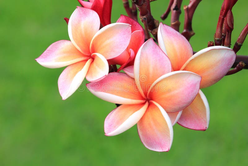Pink plumeria flower stock image. Image of blossom, plant 90919827