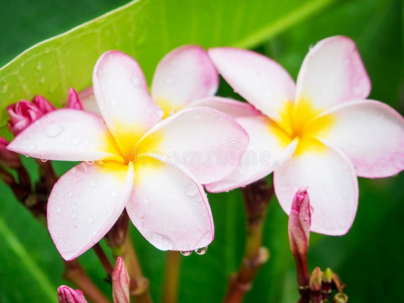 Pink Plumeria flower stock photo. Image of bright, pacific 72022350