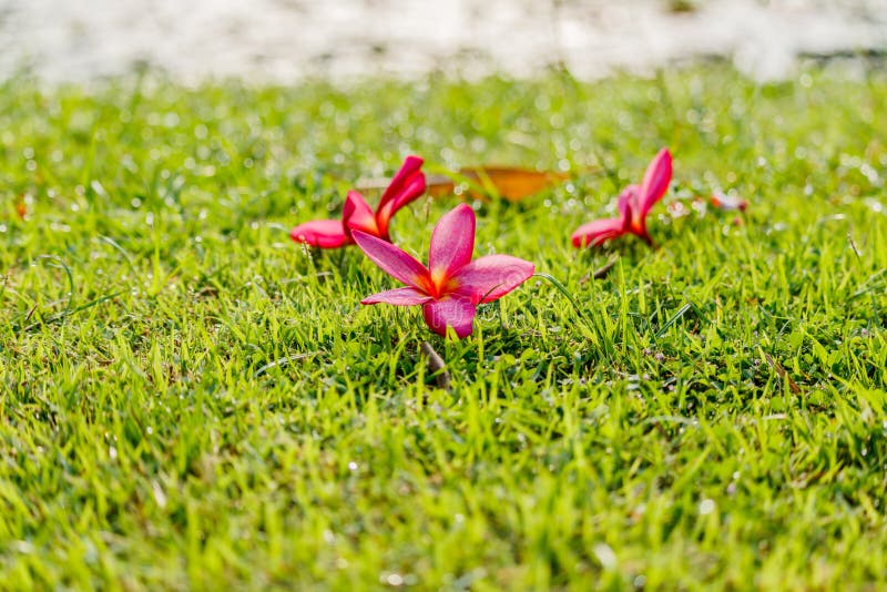 Pink Plumeria flowers on the green grass in garden. royalty free stock photo Pink Plumeria flowers on the green grass in garden. royalty free stock photo