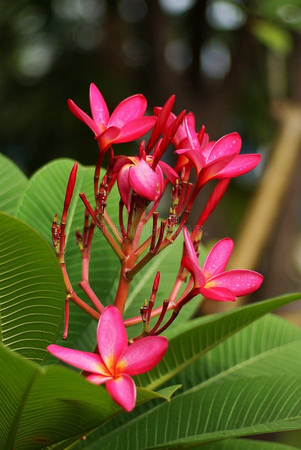 Pink plumeria flowers stock photo. Image of blooming - 31103168