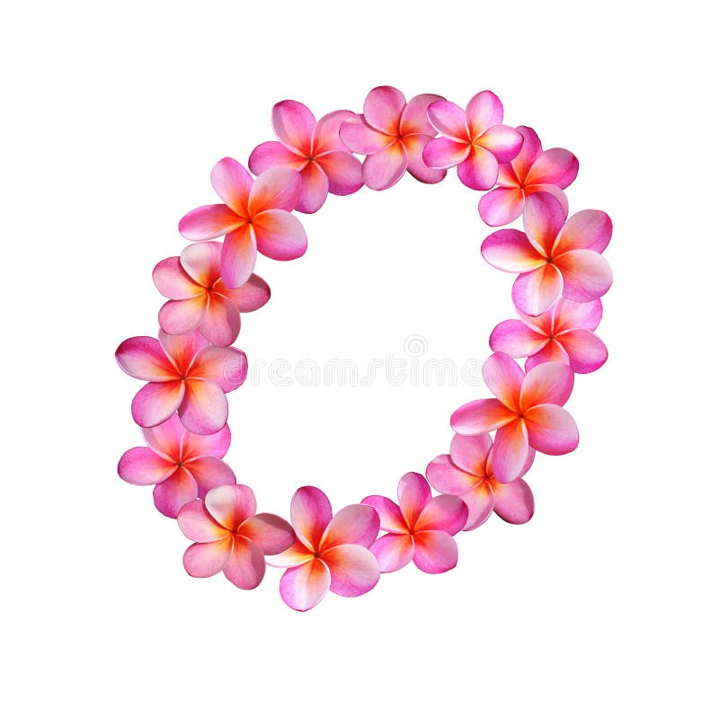 Pink Plumeria Flowers Letter O Stock Illustrations – 4 Pink Plumeria ...