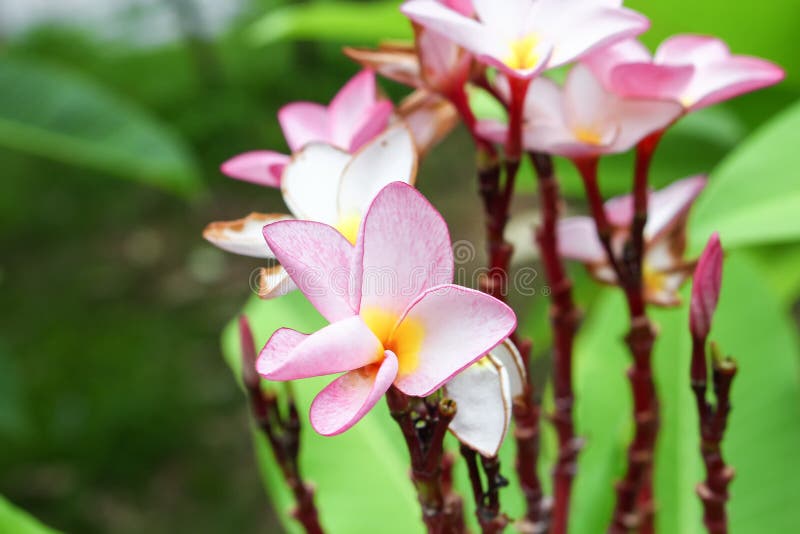 Pink Plumeria on the Plumeria Tree. Beautiful Frangipani Stock Image ...