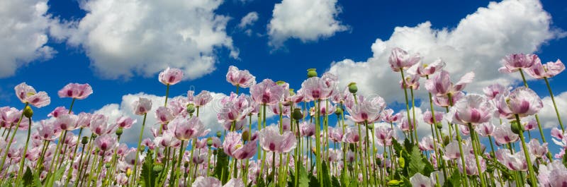 Pink Poppies Flowers in a Field WIth Blue Sky and White Clouds Panorama