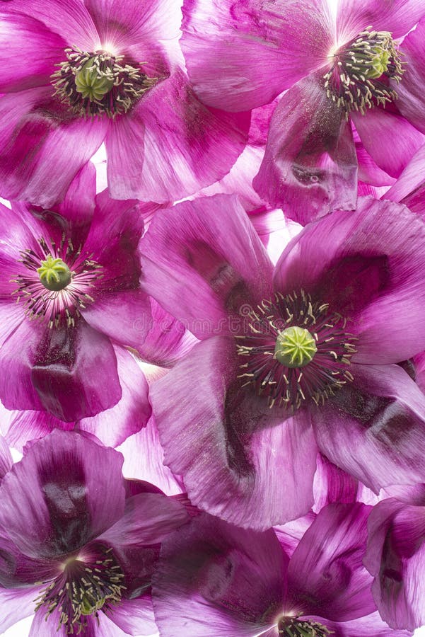 Poppies on white - Flowers stock photo. Image of colour - 10509304