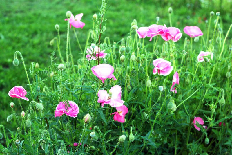 Pink poppy