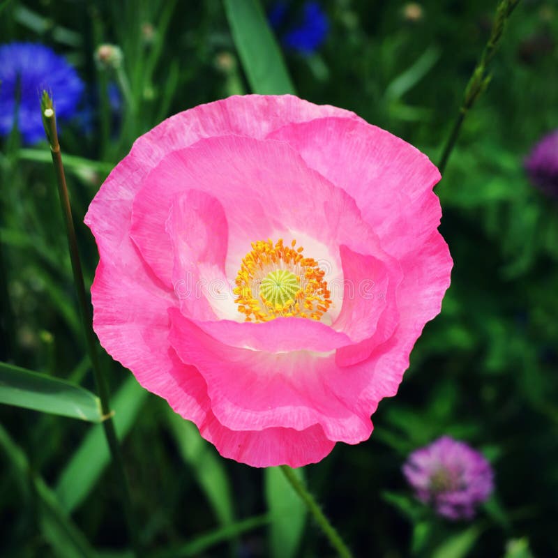 Pink poppy stock image. Image of pretty, poppy, garden - 79893993