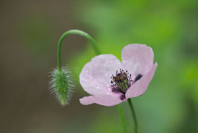 Pink poppy flower and buds, Papaver dubium, green grass background, nature outdoors, meadow with wild flowers close-up