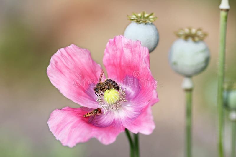 Pink Poppy Flower and Capsules in the Spring Garden Stock Photo Image of blooming, closeup