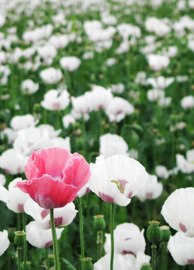 Pink Poppyseed in the Field of White Stock Image Image of spring