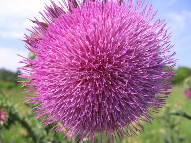Pink Prickly Wild Thistle Flower with Thin Petals Closeup Stock Photo