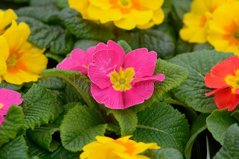 Pink Primrose flowers stock image. Image of flora, bloom 52497871